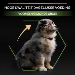 Puppy die profiteert van hoge kwaliteit puppyvoer voor een gezonde groei