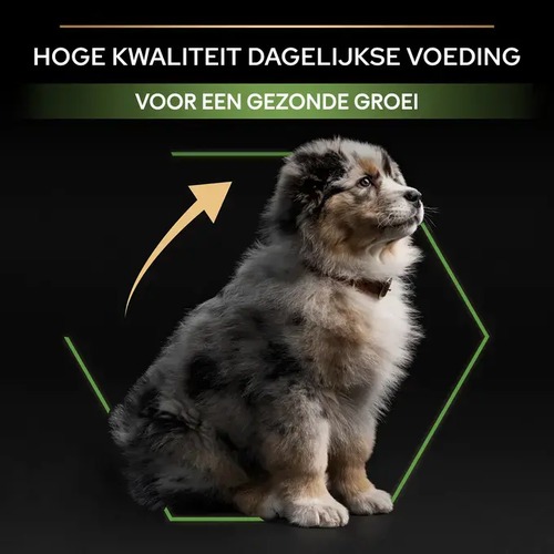 Puppyvoer Pro Plan Medium Kip 2 Puppy die profiteert van hoge kwaliteit puppyvoer voor een gezonde groei