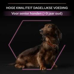 Oudere kleine hond geschikt voor senior hondenvoer vanaf 9 jaar