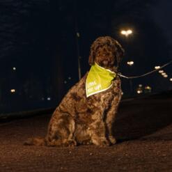 Reflecterende bandana hond Beeztees Safety Gear Chiny 10 Bruine hond met reflecterende bandana zit in het donker bij een lantaarnpaal