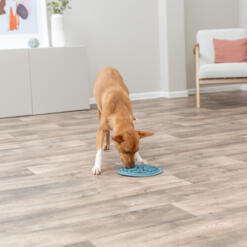 Hond eet rustig uit de blauwe voedermat op de houten vloer