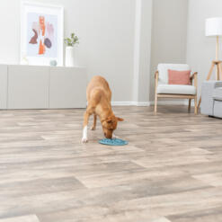 Hond eet geconcentreerd uit de voedermat in de woonkamer