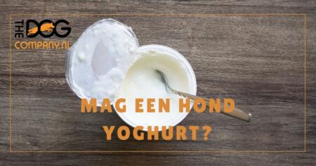 Mag een hond yoghurt? Welke wel, welke niet en hoeveel