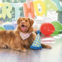 Rode hond met feestsjaaltje ligt naast de feestmuts tussen ballonnen en een birthday slinger