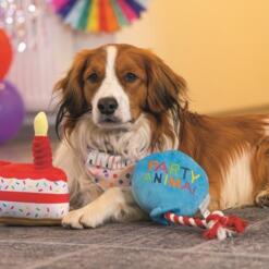 Hond met feestsjaaltje ligt naast de Beeztees Party Animal ballon tussen ballonnen en slingers