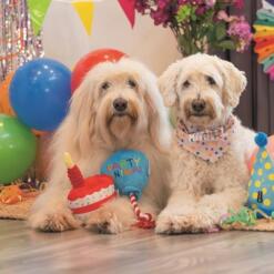 Twee honden op een hondenverjaardag met de Beeztees Party Animal ballon en feestelijke versiering