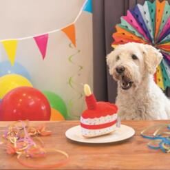 Witte hond kijkt naar de pluche Party Taart op een bordje aan een feestelijk gedekte tafel