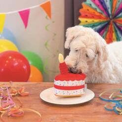 Witte hond snuffelt aan de pluche Party Taart op een bord tussen ballonnen en slingers