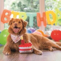 Jarige hond met feestsjaaltje ligt met de Beeztees Party Taart voor een Birthday ballonslinger
