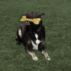 KONG Armor Bone medium: extra sterk piepend hondenbot 7 Hond ligt in het gras met een KONG Armor Bone in zijn bek