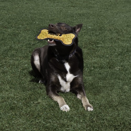 KONG Armor Bone medium: extra sterk piepend hondenbot 4 Hond ligt in het gras met een KONG Armor Bone in zijn bek